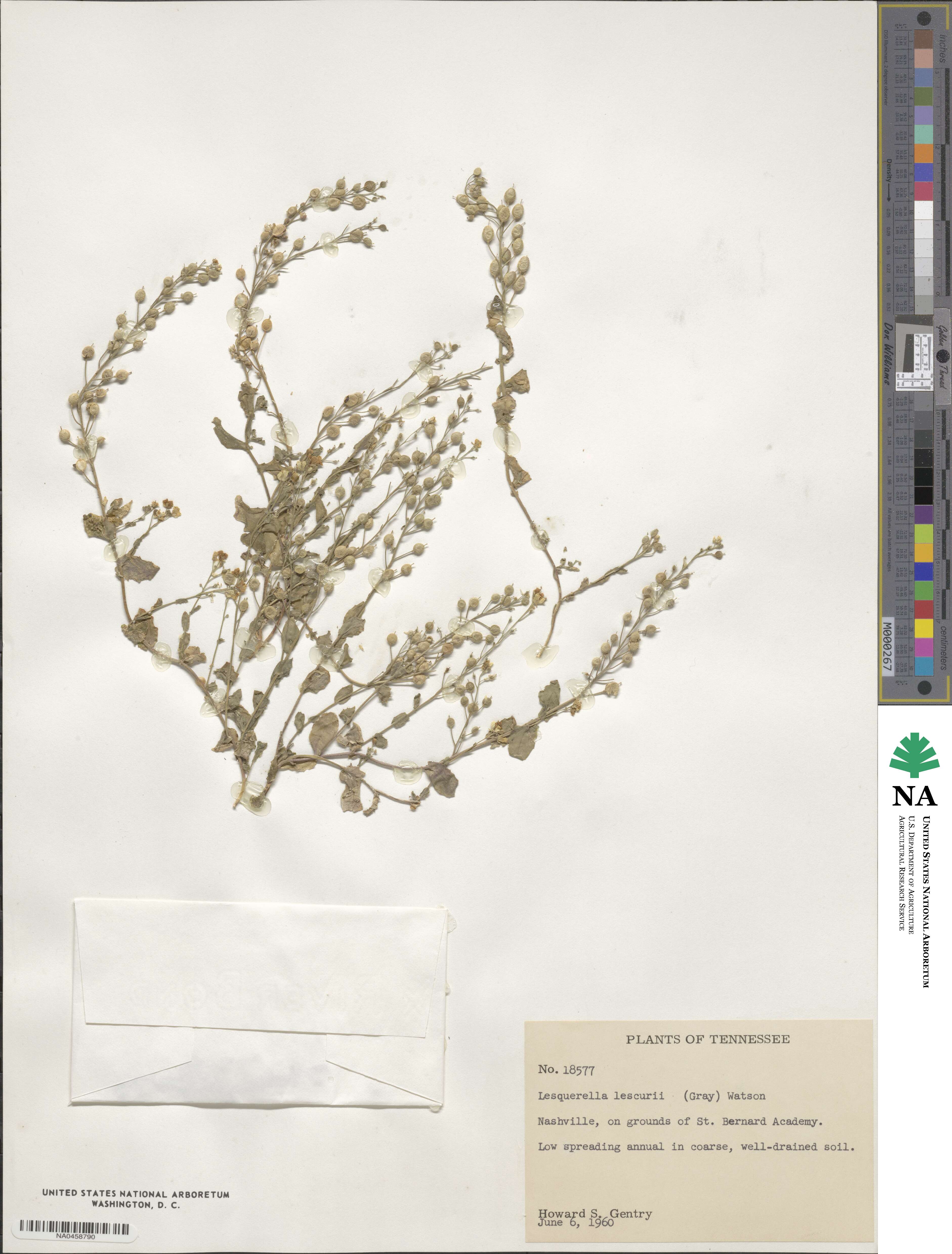 Paysonia lescurii image