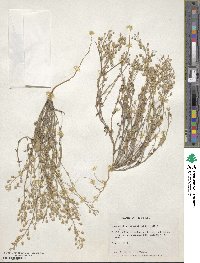 Paysonia lescurii image