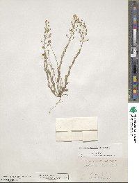 Paysonia lescurii image