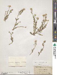 Paysonia lescurii image