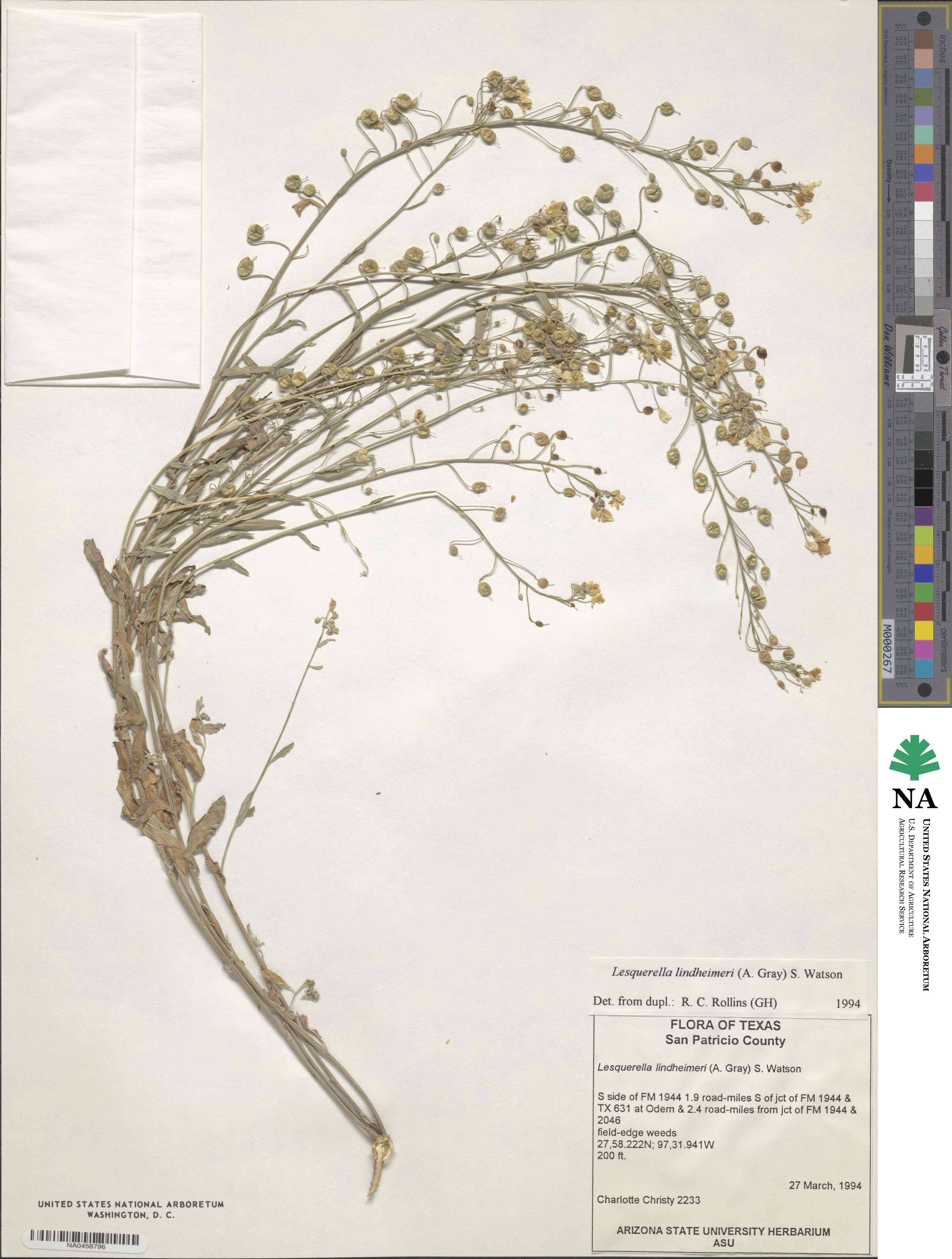 Physaria lindheimeri image