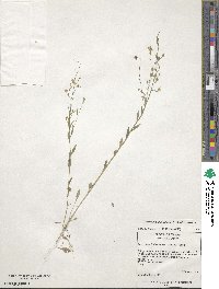 Physaria lindheimeri image