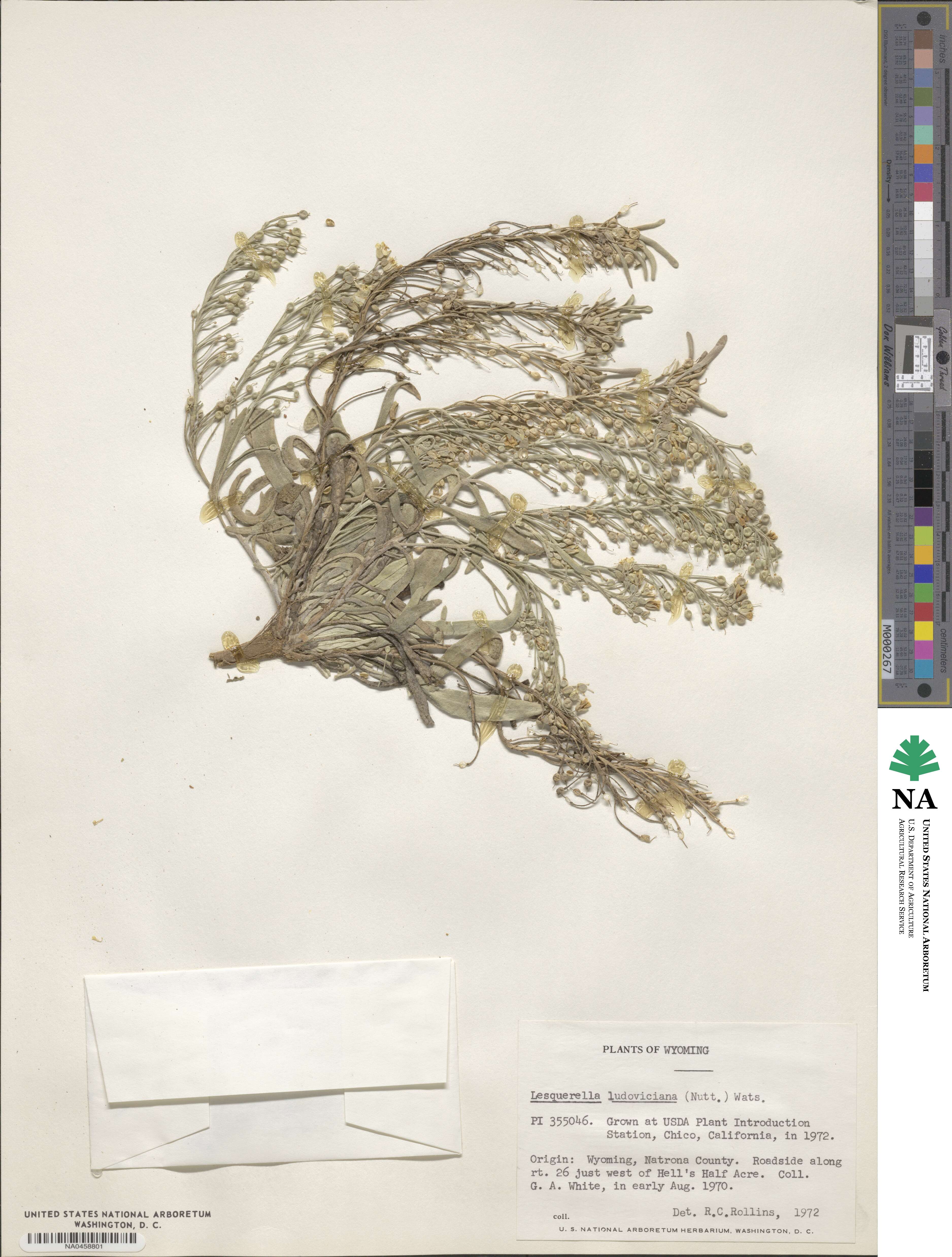 Physaria ludoviciana image