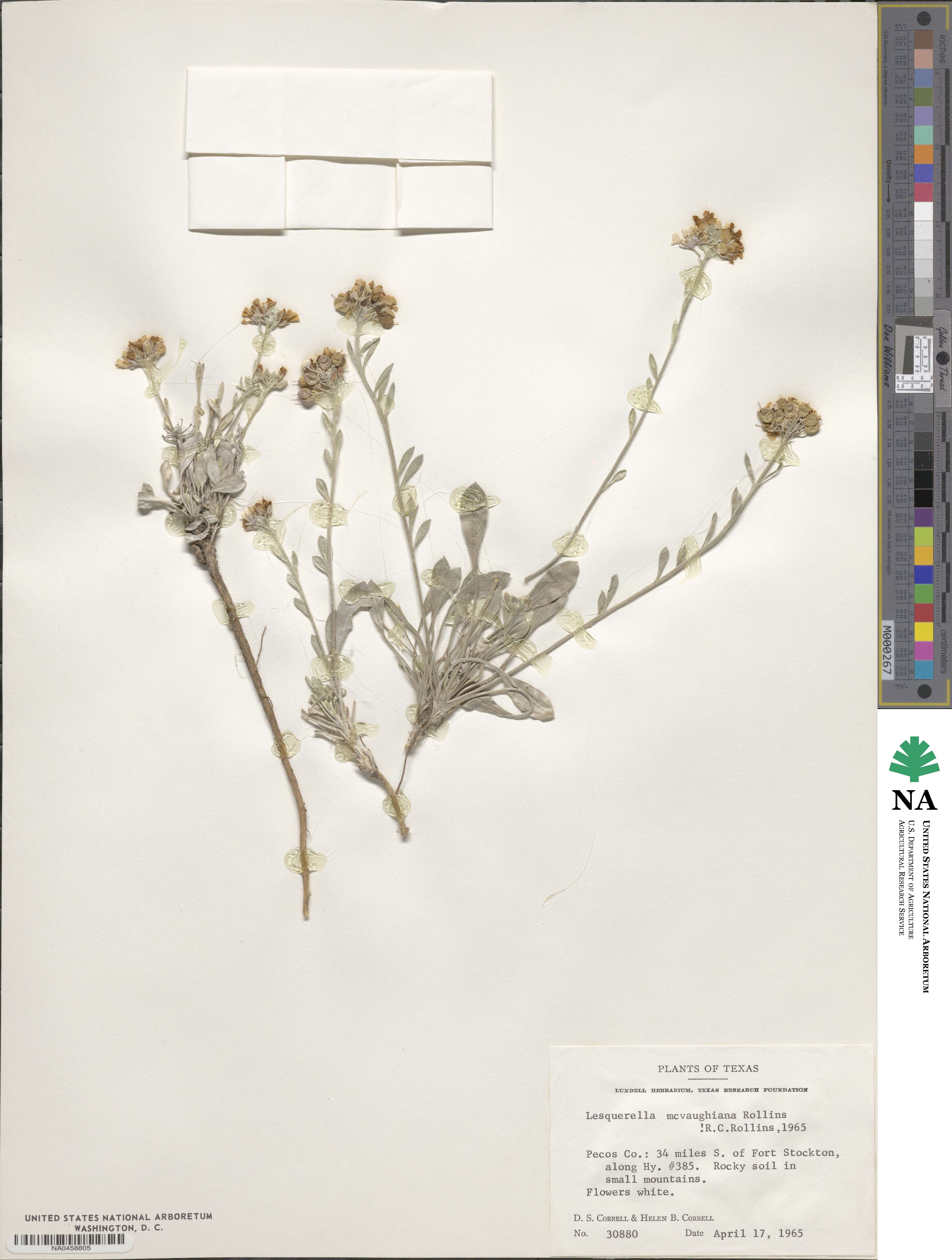 Physaria mcvaughiana image