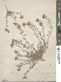Physaria montana image