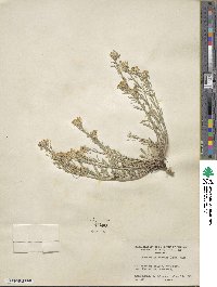 Physaria montana image