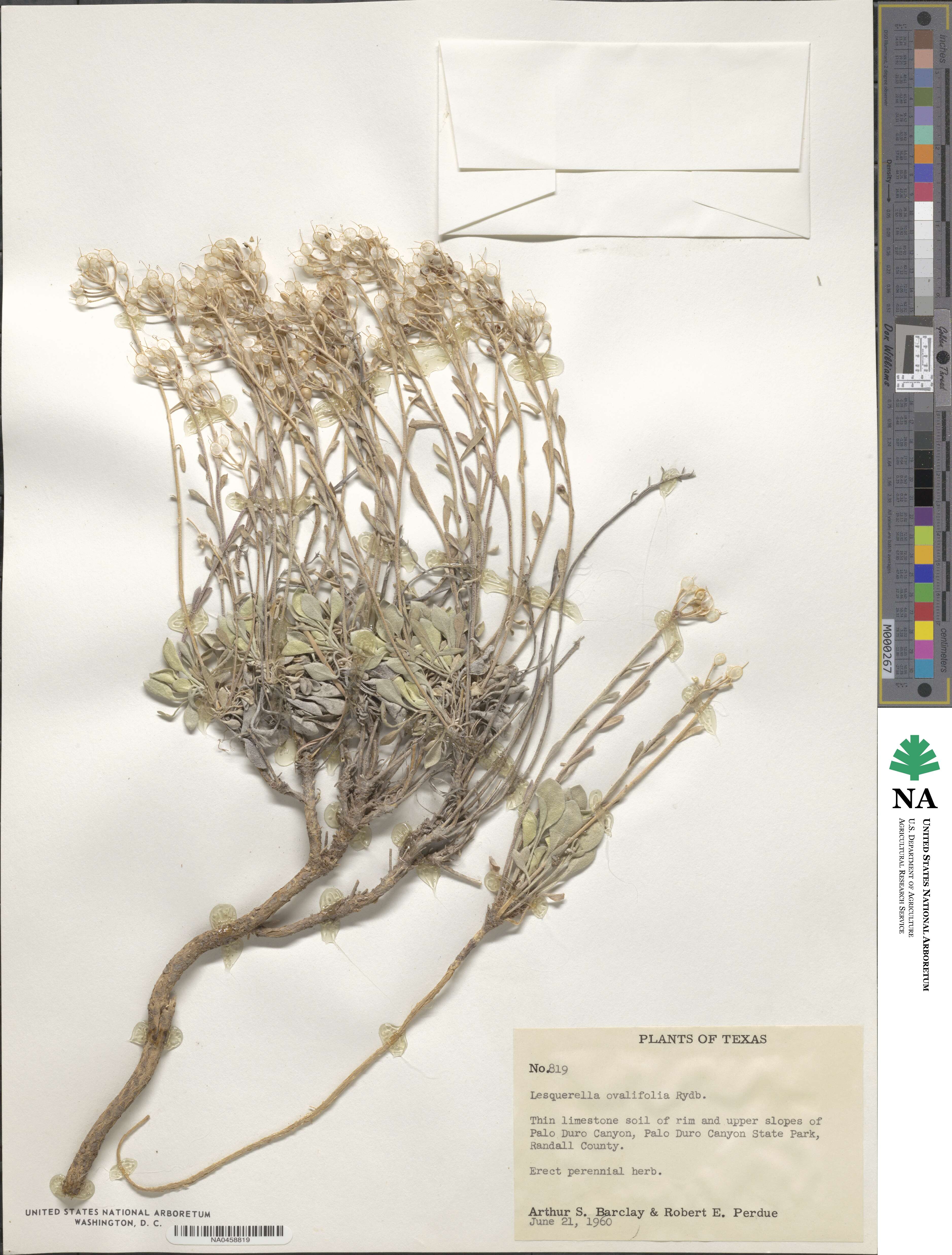 Physaria ovalifolia image