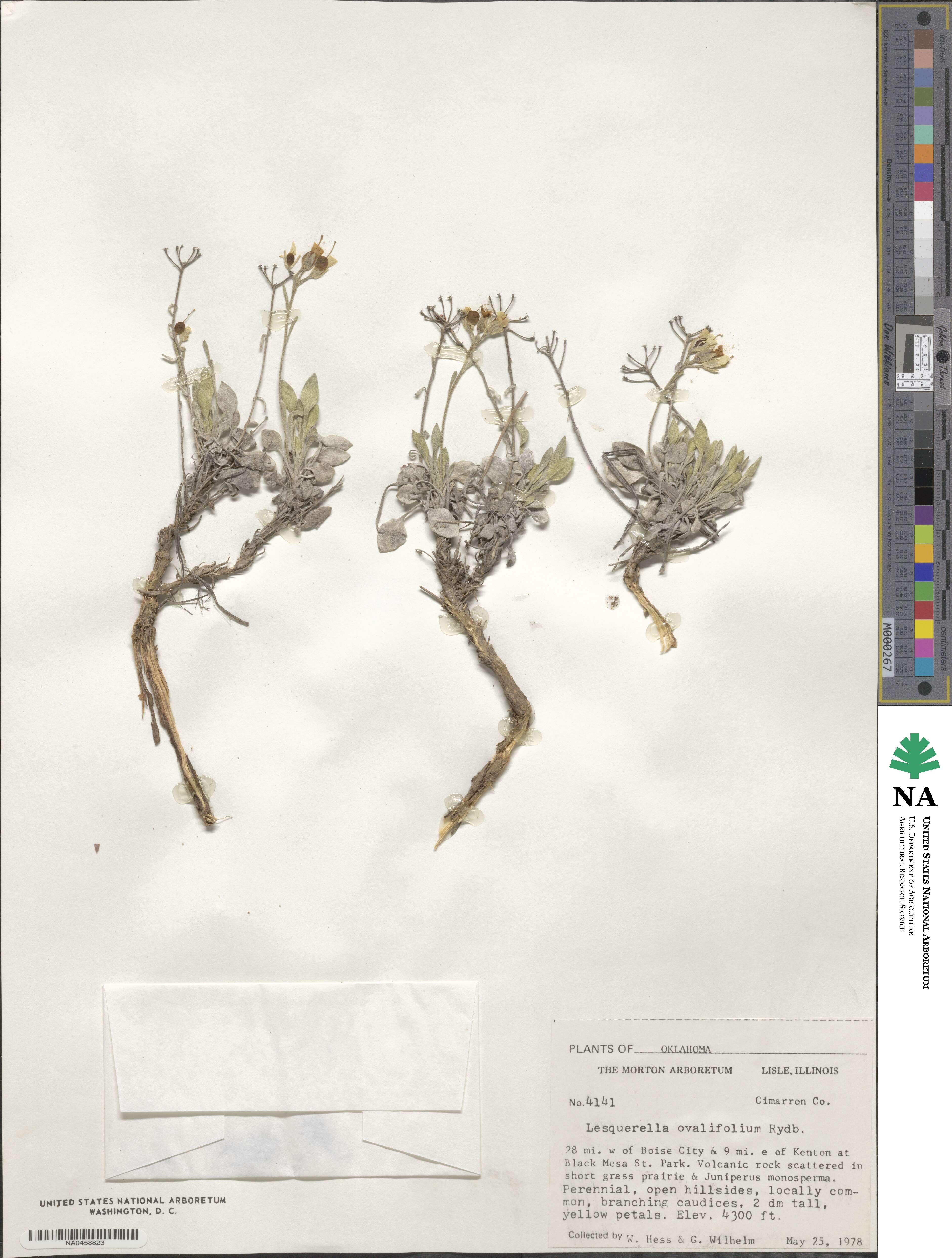 Physaria ovalifolia image