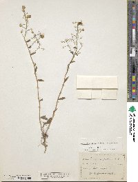 Image of Physaria pallida