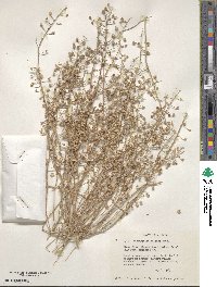Image of Physaria palmeri
