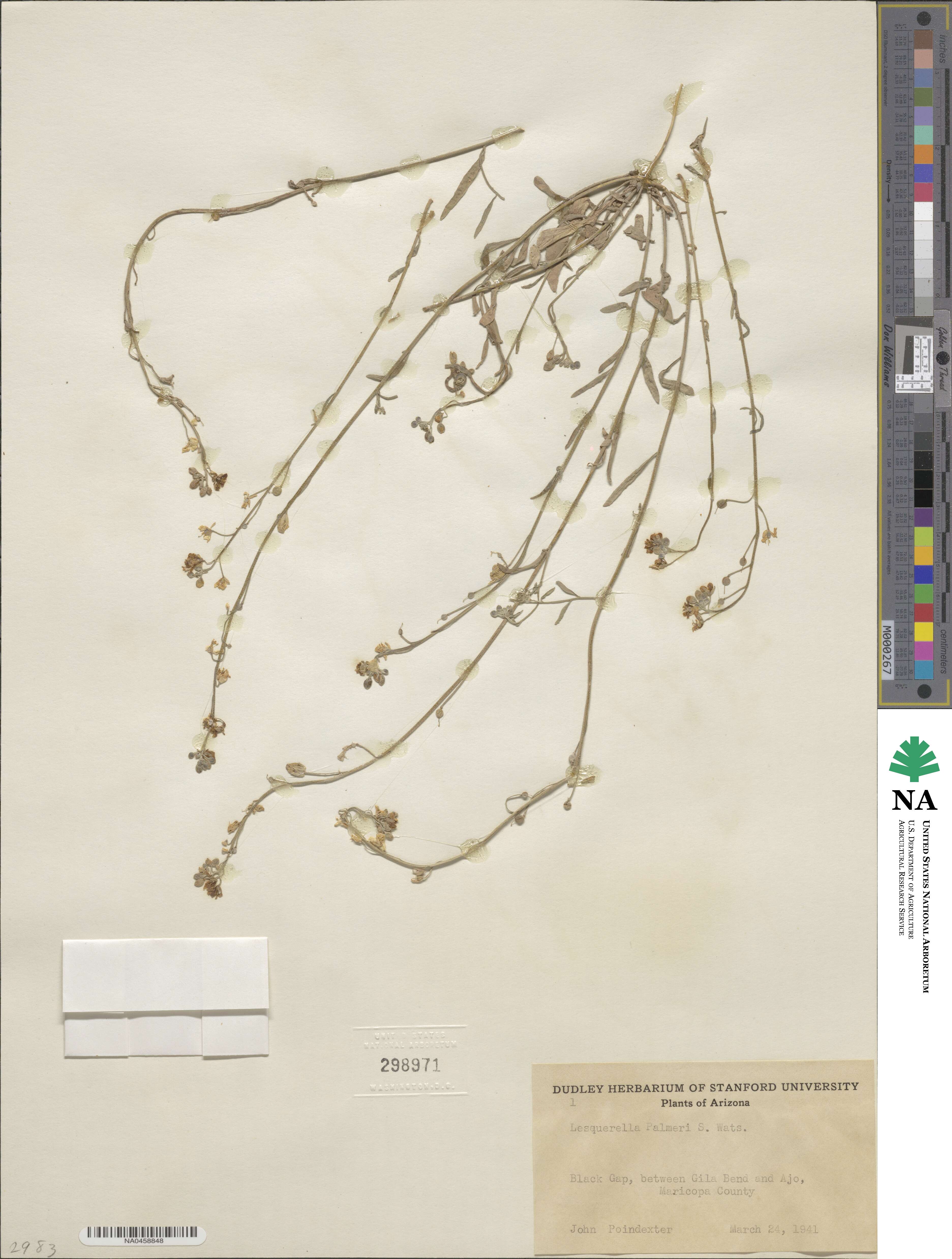 Physaria palmeri image