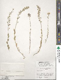 Paysonia perforata image