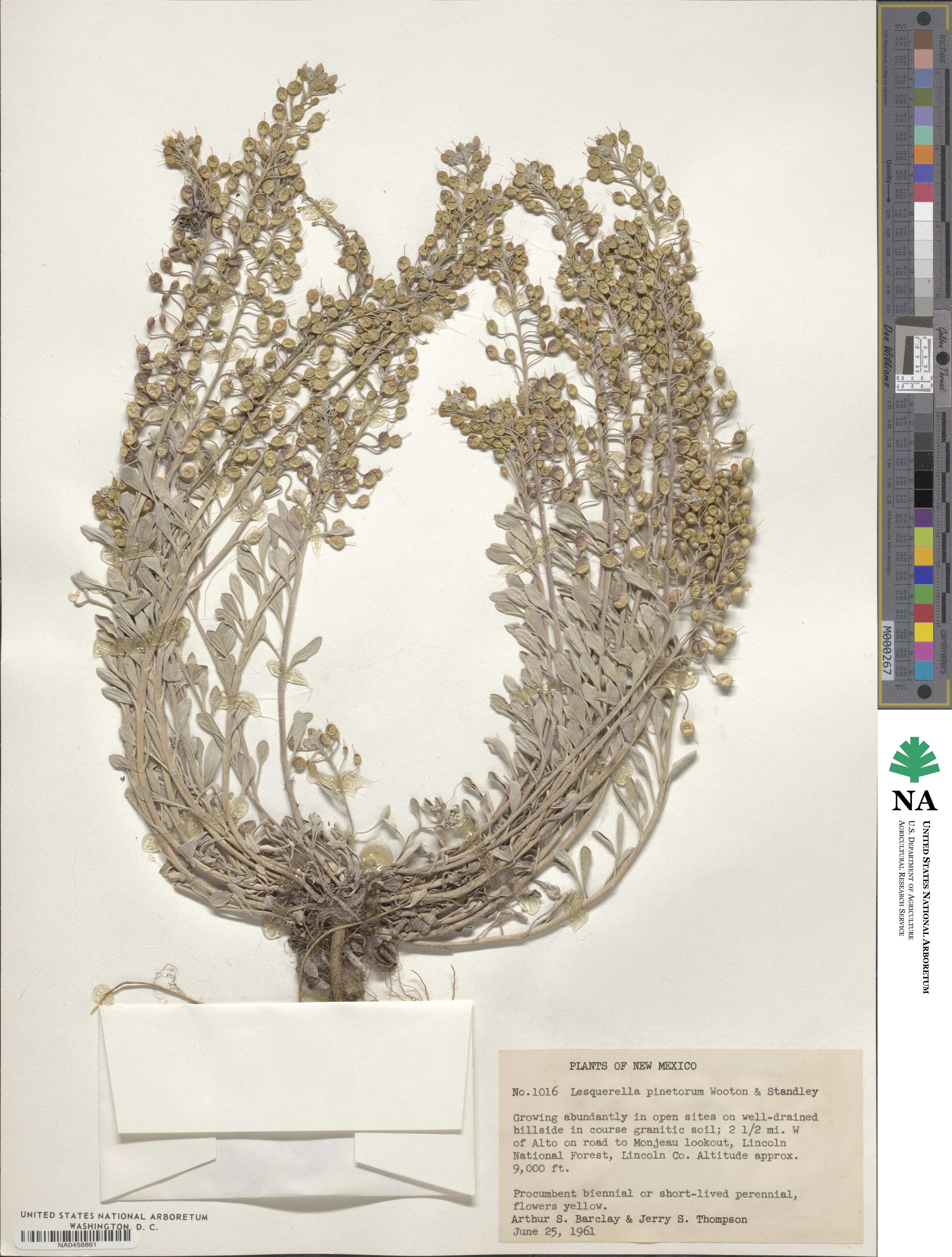 Physaria pinetorum image