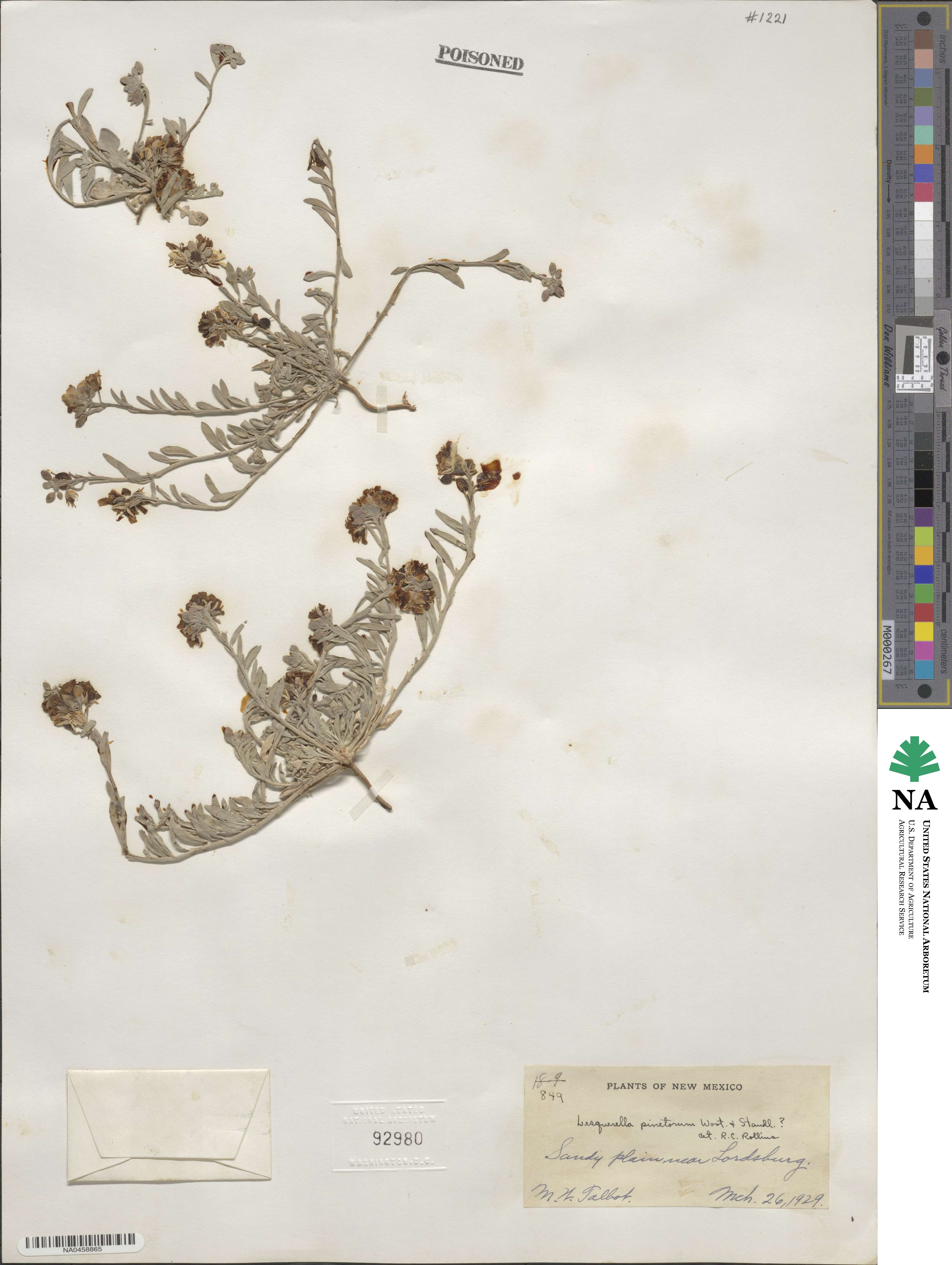 Physaria pinetorum image