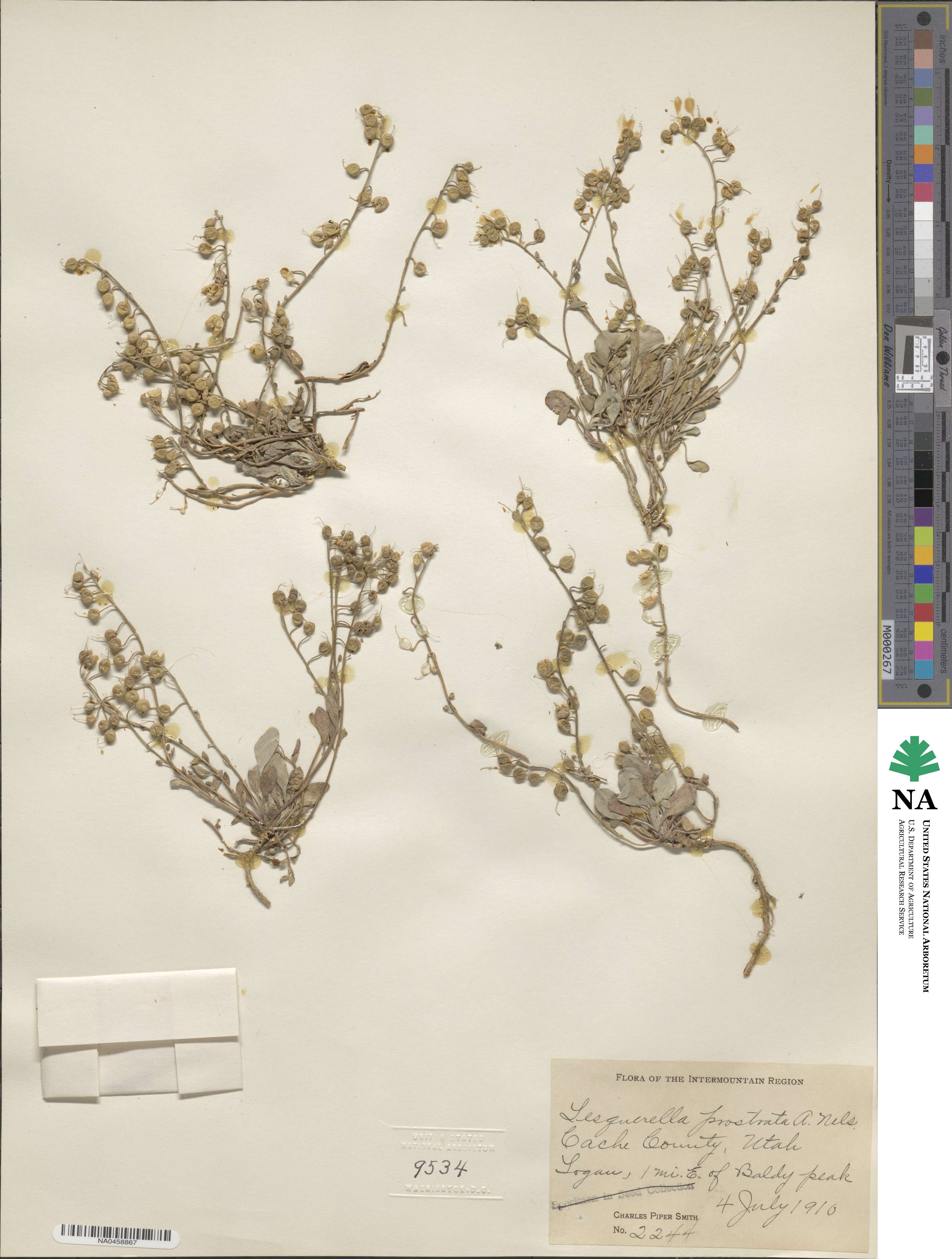 Physaria prostrata image