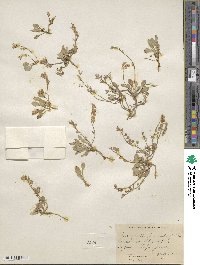 Physaria prostrata image