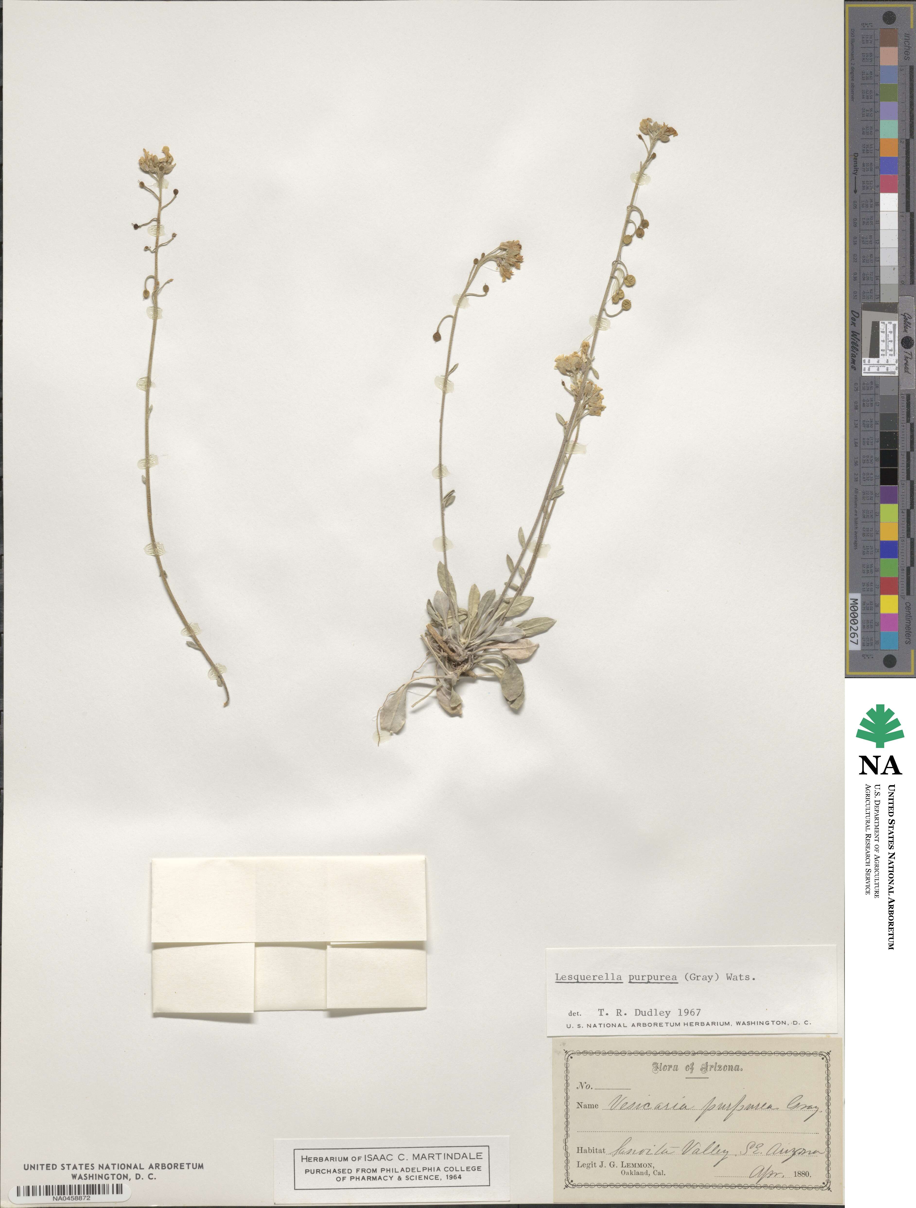 Physaria purpurea image