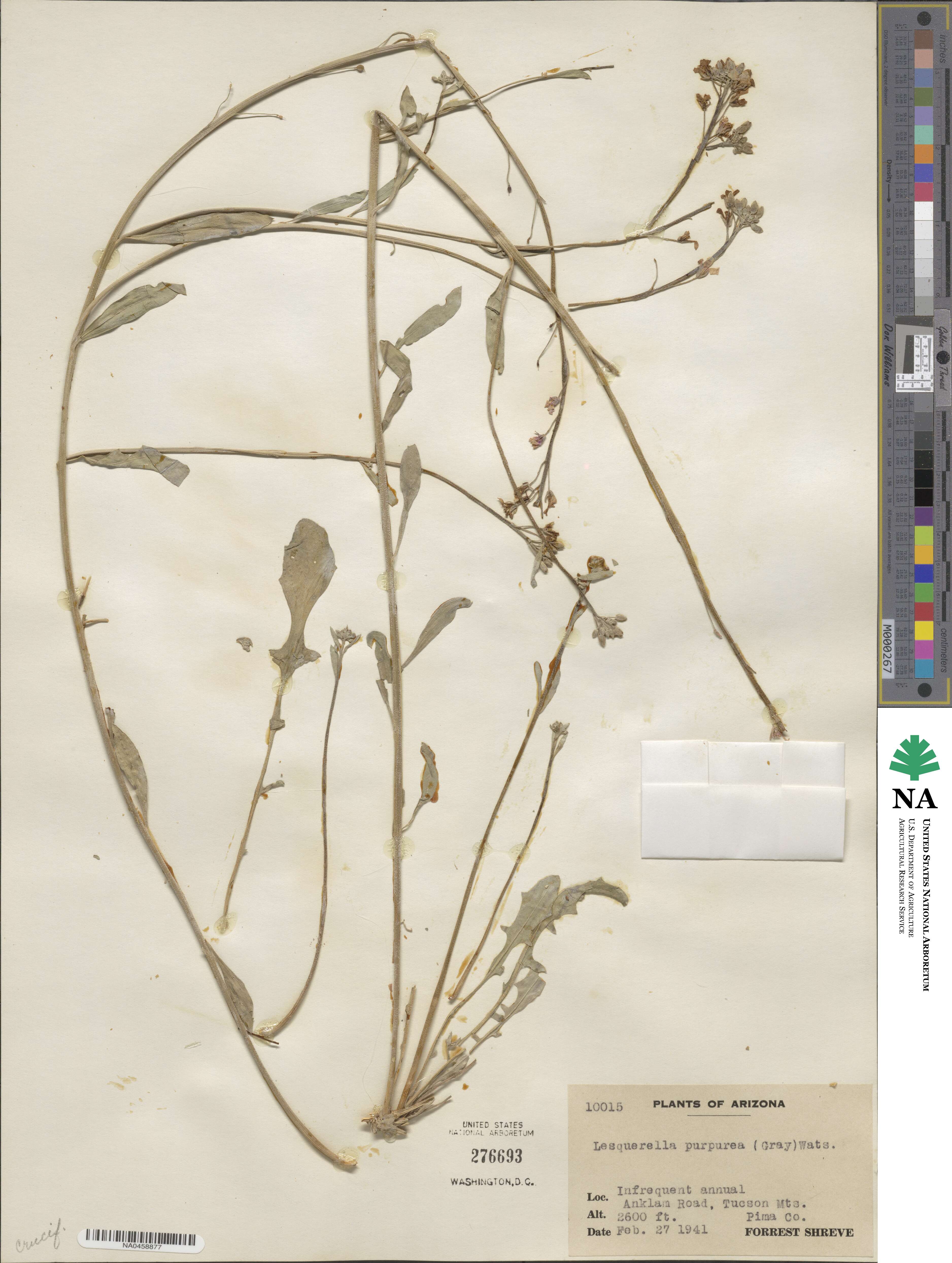 Physaria purpurea image