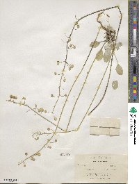 Physaria purpurea image