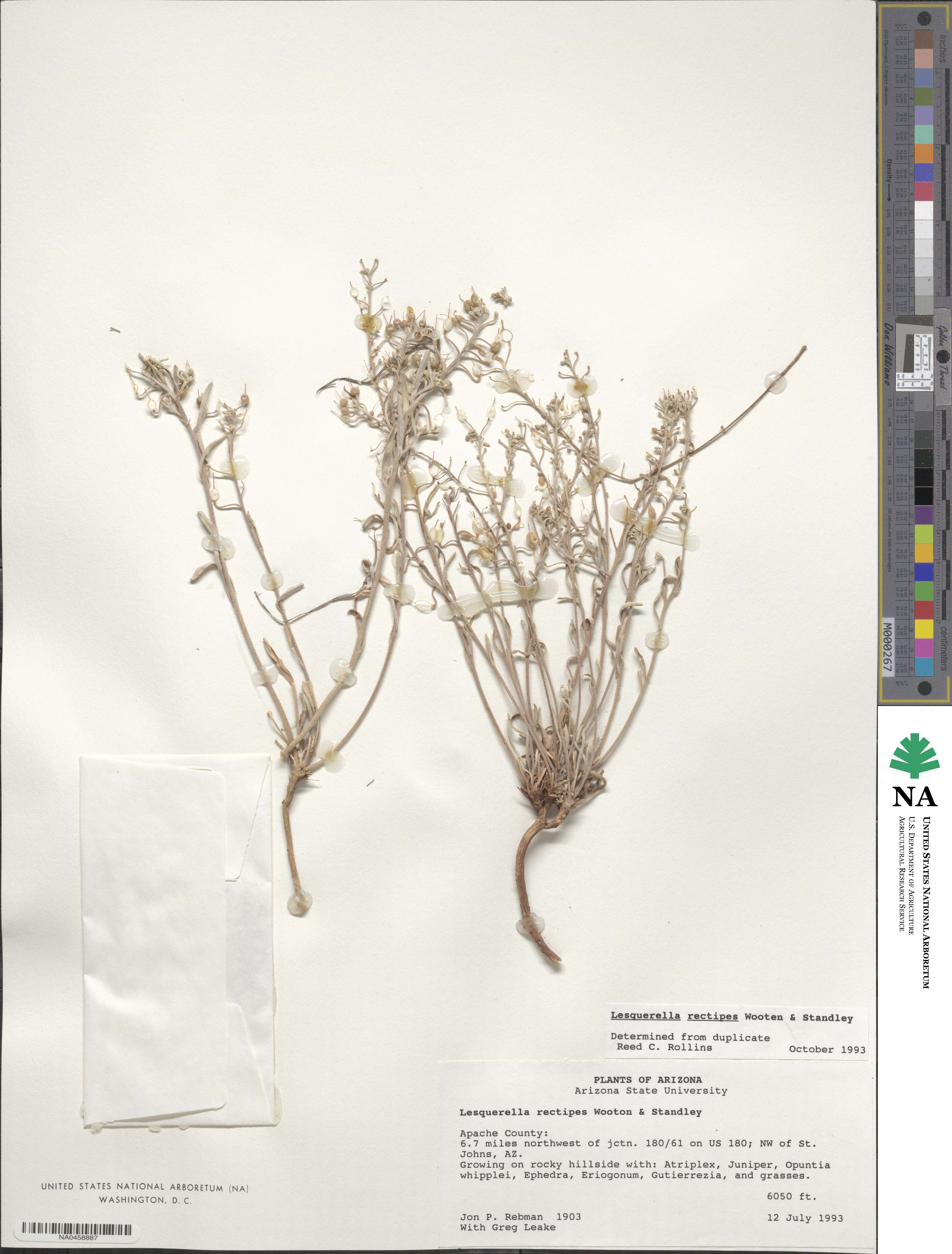 Physaria rectipes image