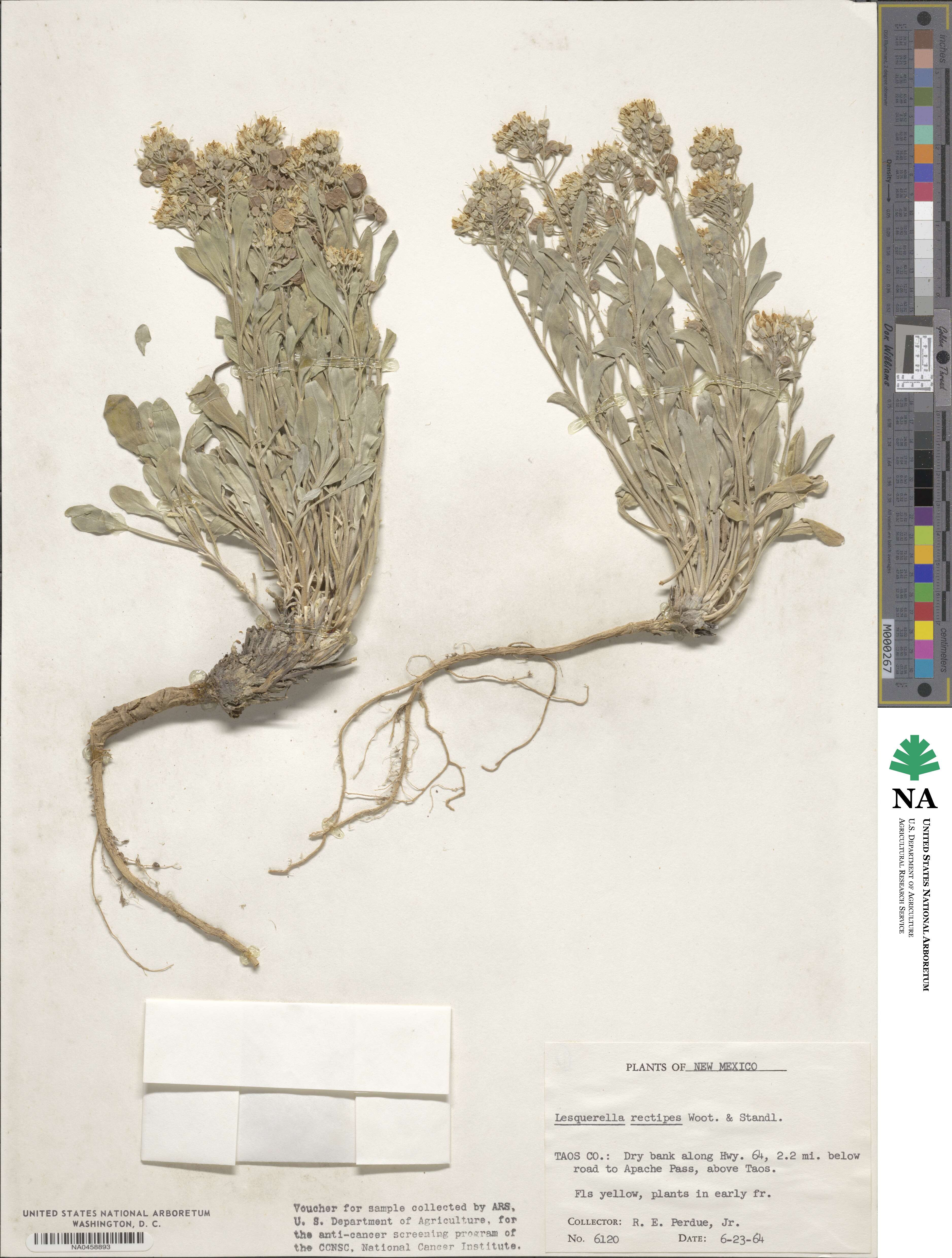 Physaria rectipes image