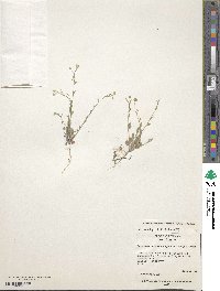 Image of Physaria recurvata