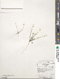 Physaria recurvata image