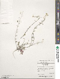 Physaria recurvata image