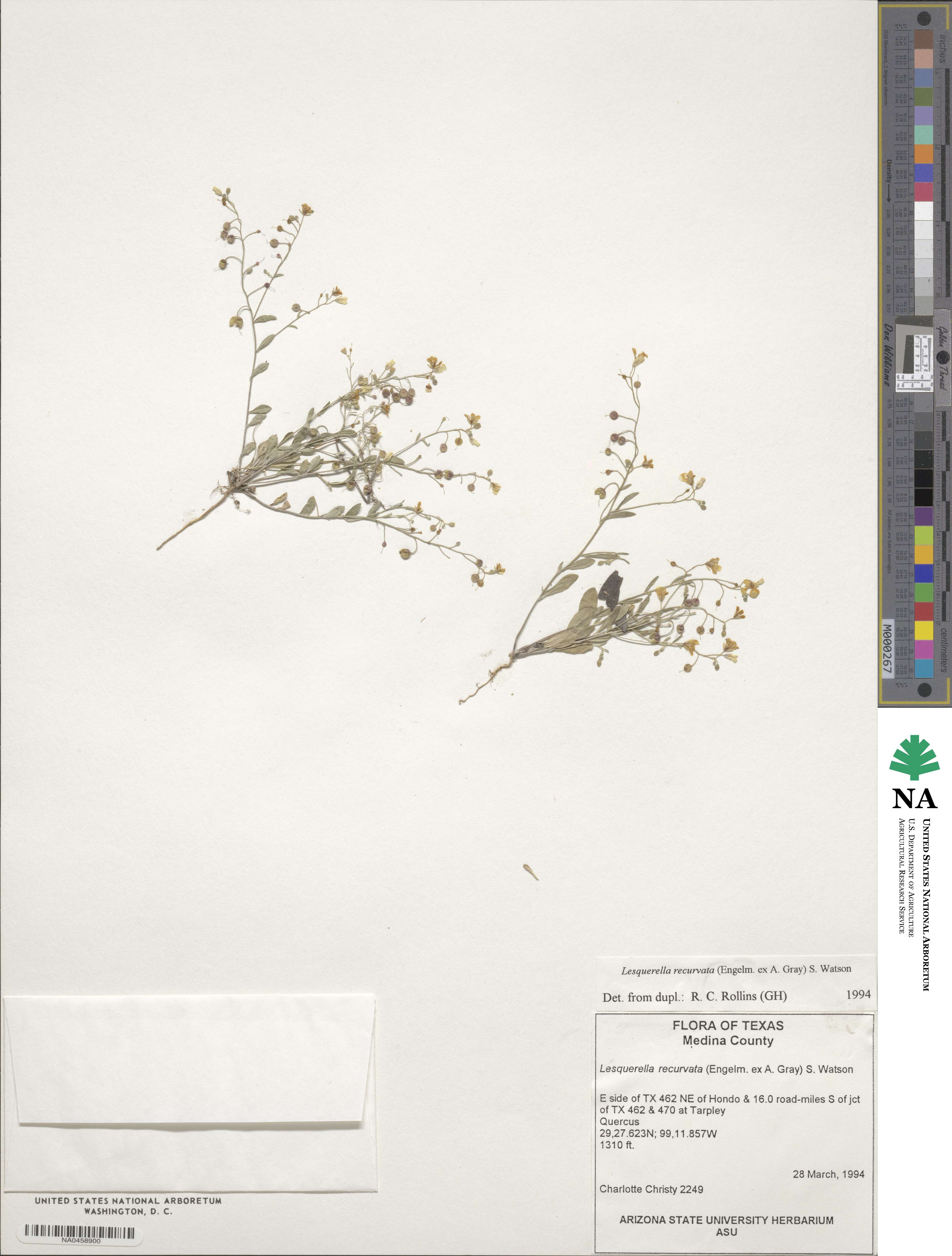 Physaria recurvata image