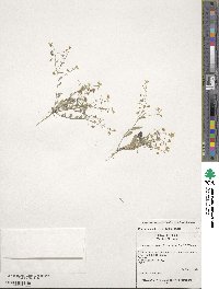 Physaria recurvata image