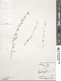 Physaria recurvata image