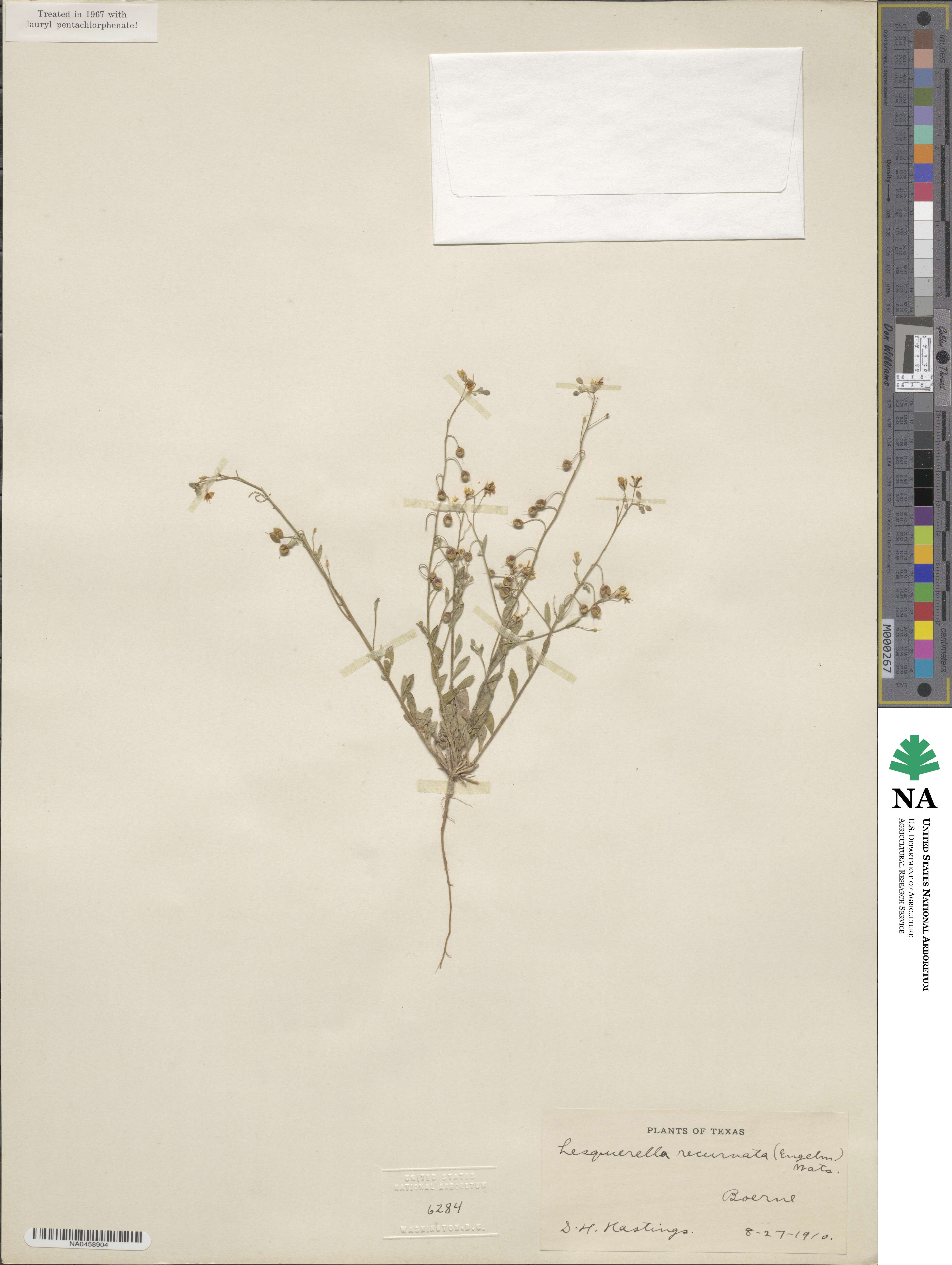 Physaria recurvata image