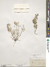 Physaria recurvata image