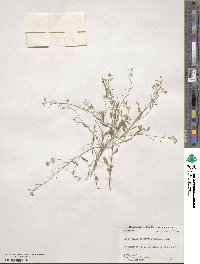 Physaria recurvata image