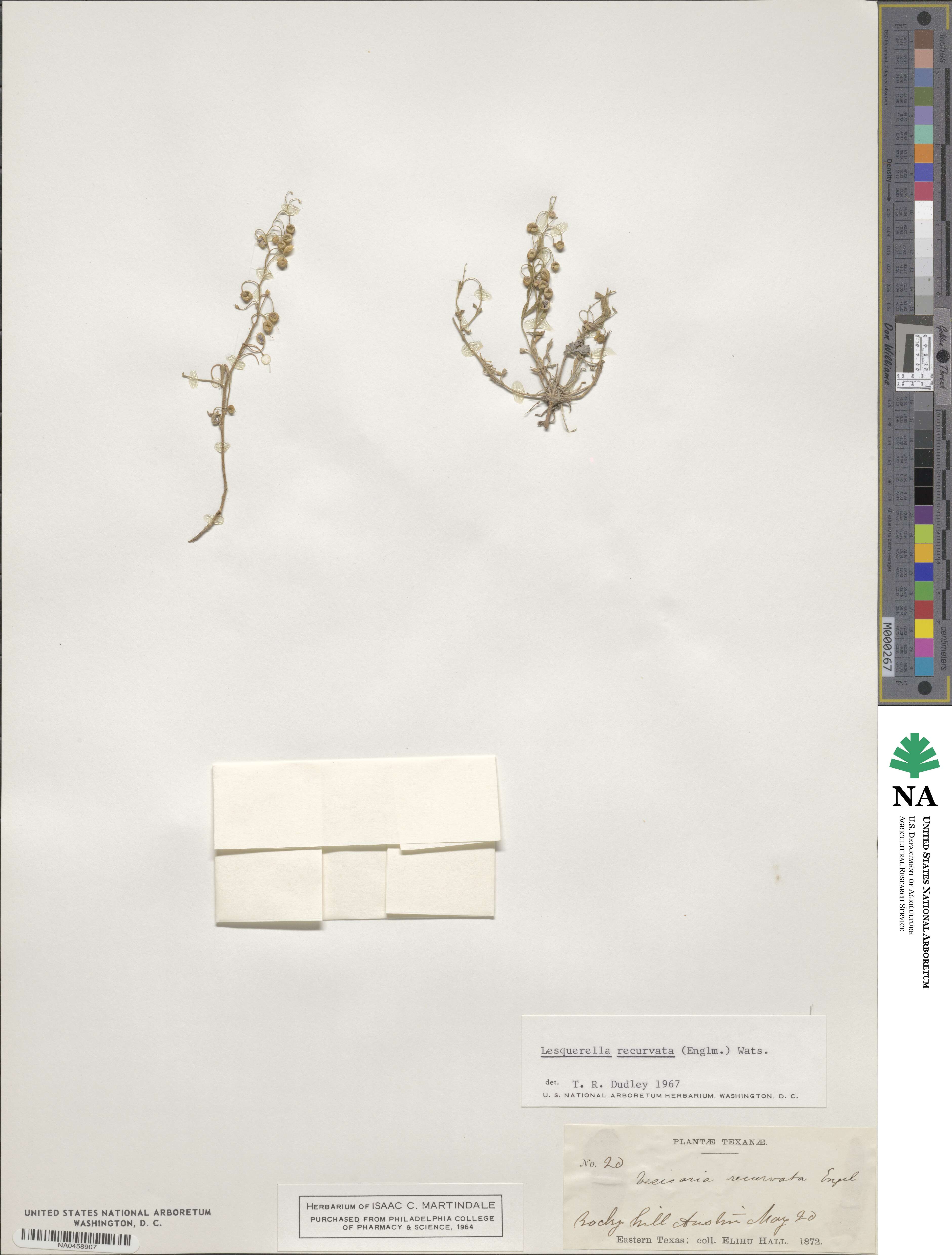 Physaria recurvata image