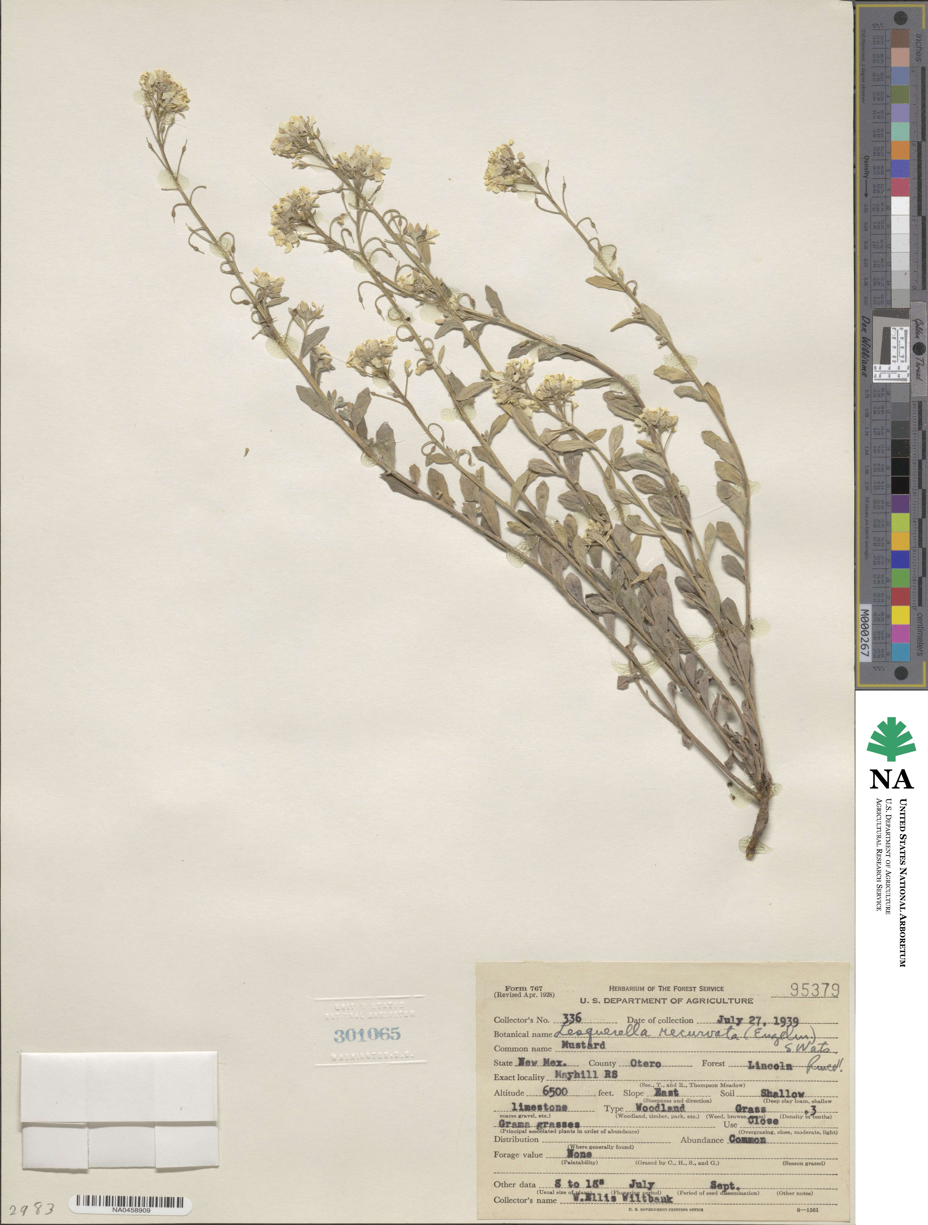 Physaria recurvata image