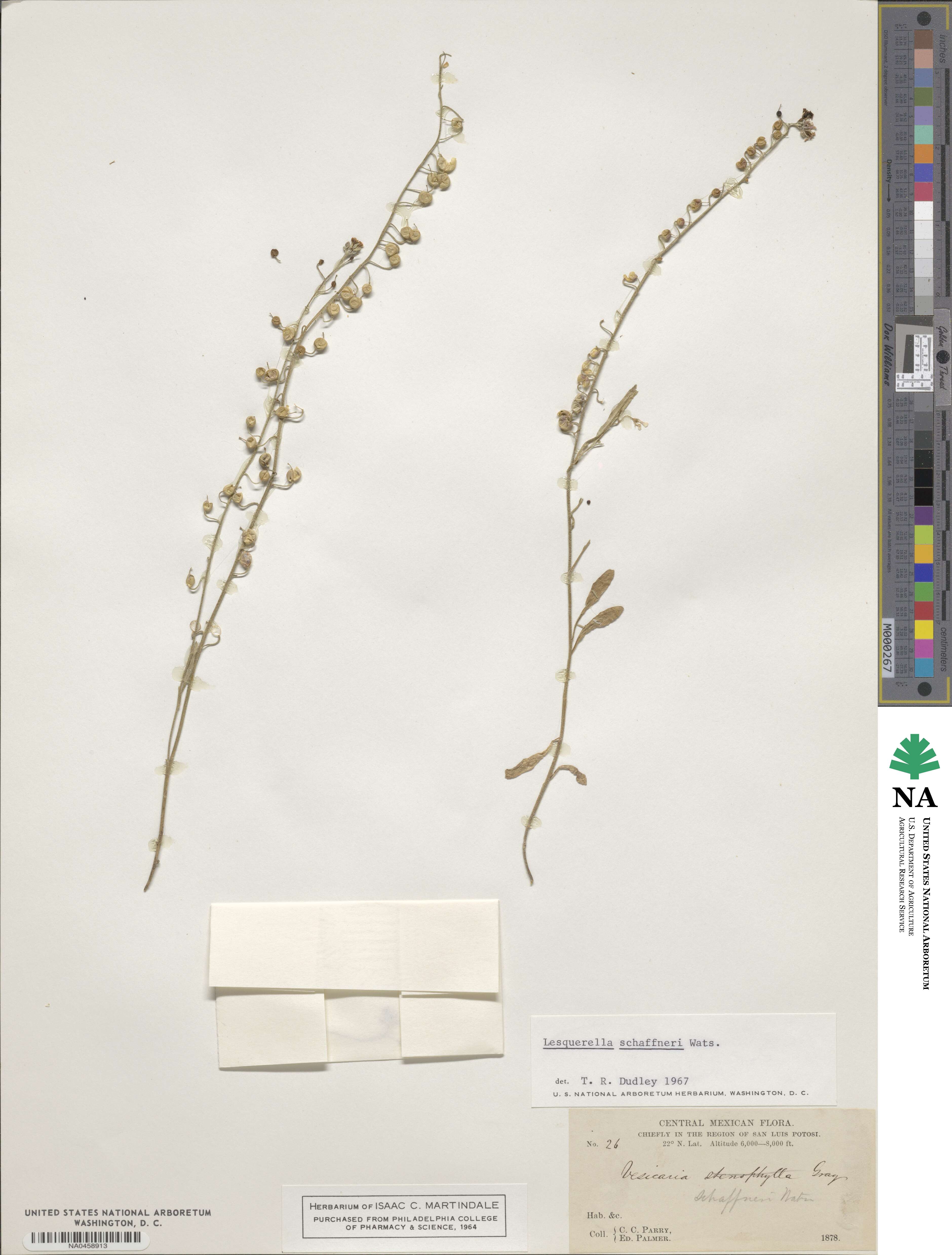 Physaria schaffneri image