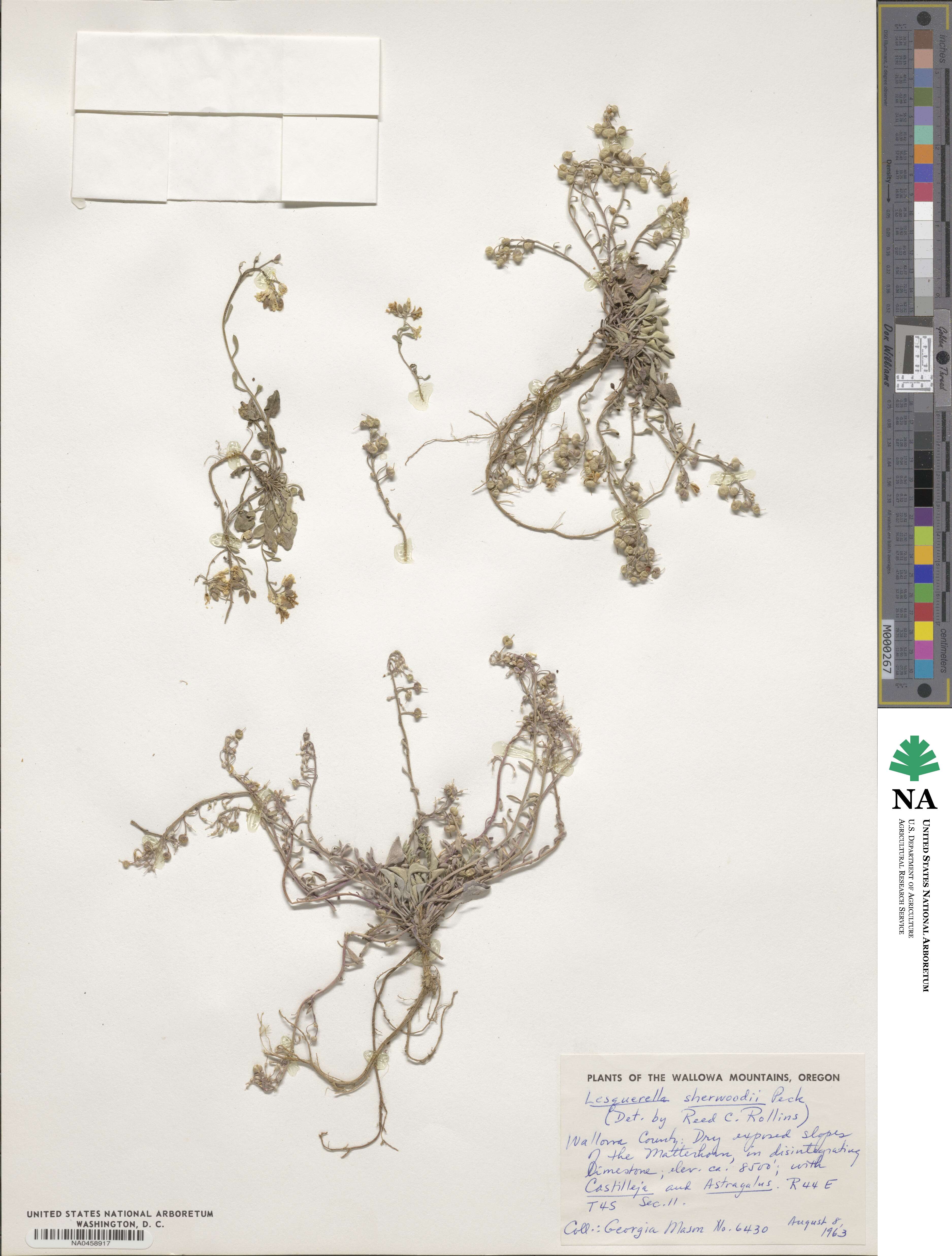 Lesquerella sherwoodii image