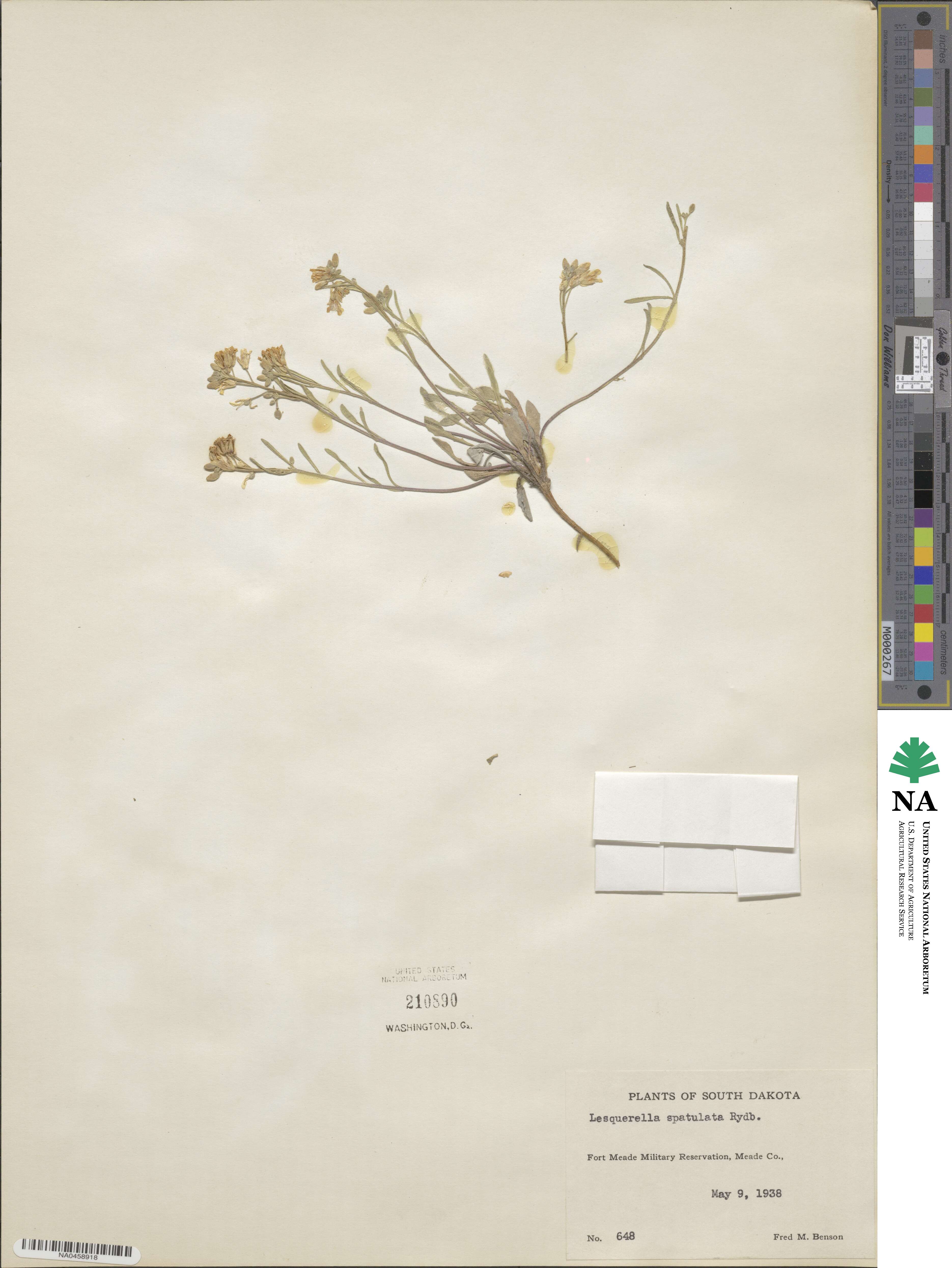 Physaria spatulata image
