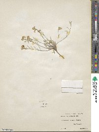 Image of Physaria spatulata