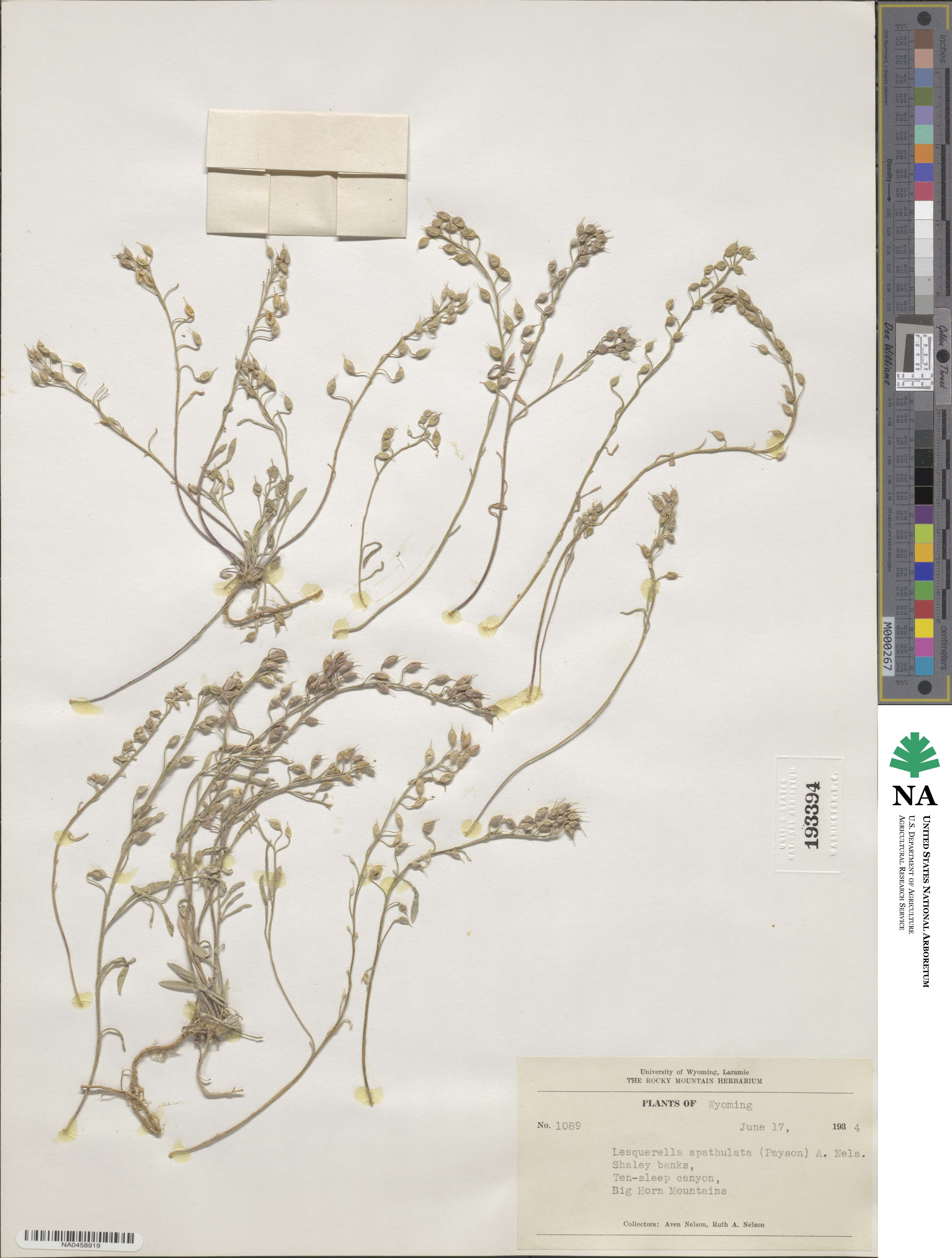 Physaria spatulata image