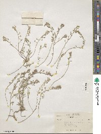 Physaria spatulata image