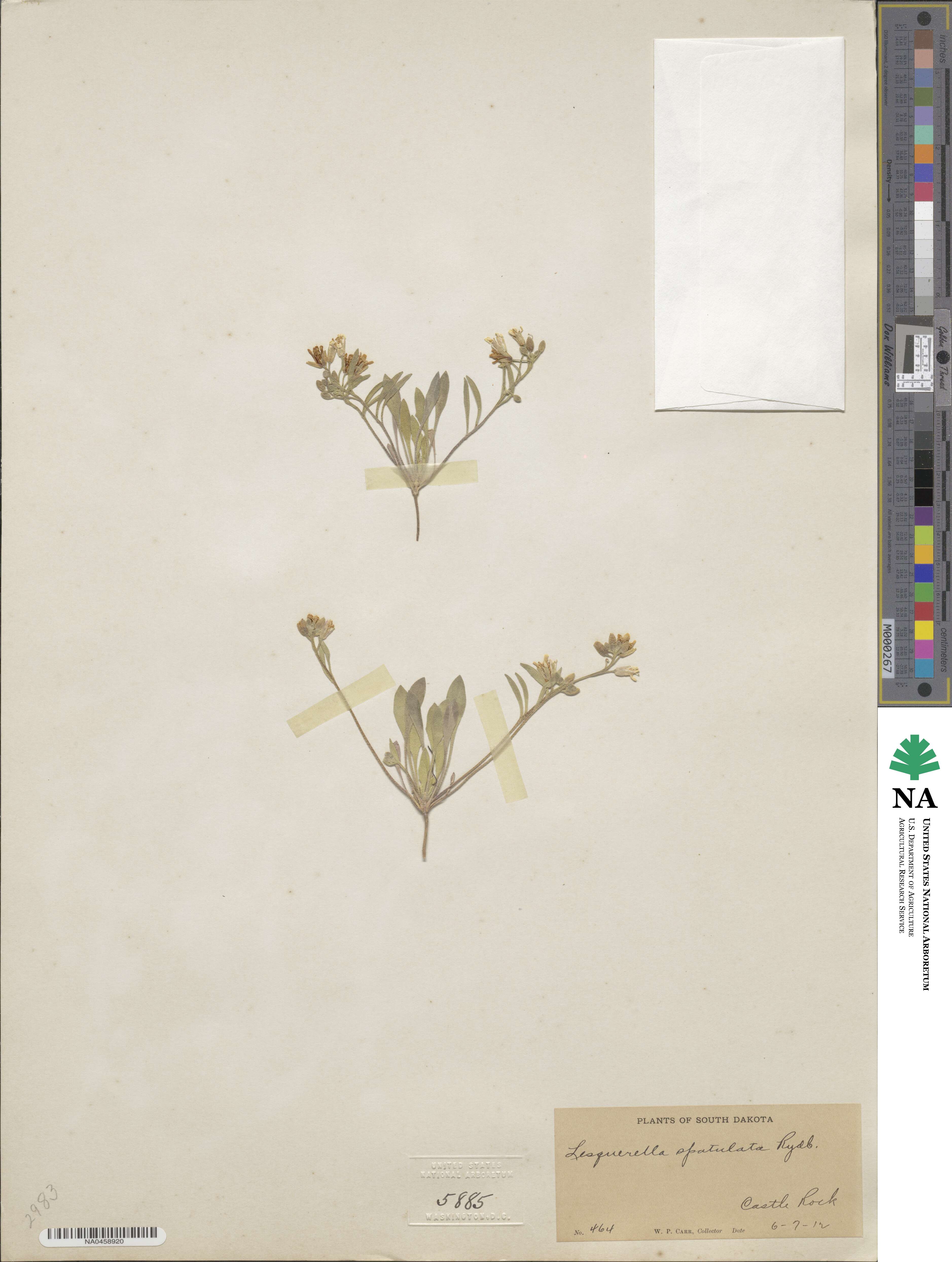 Physaria spatulata image