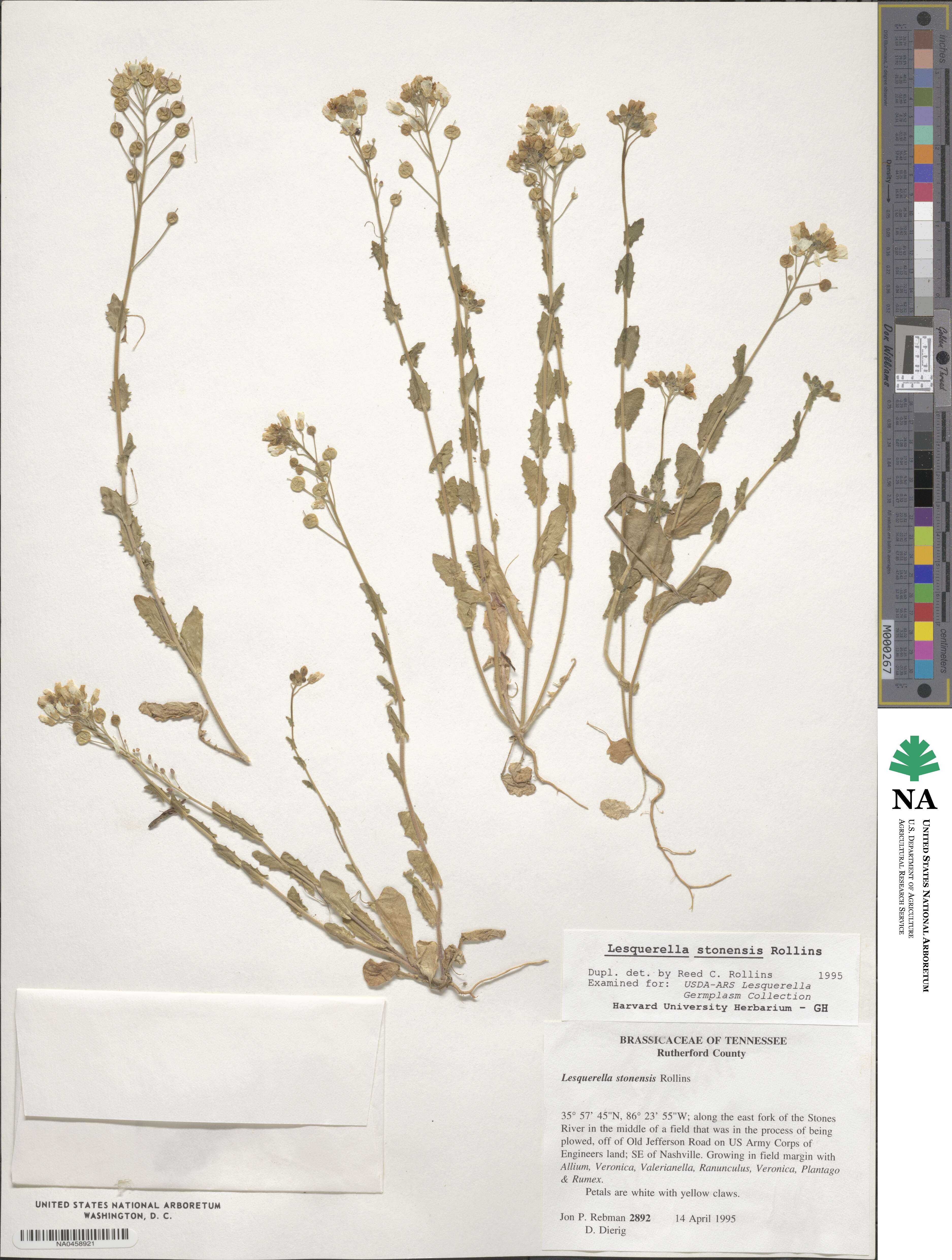 Paysonia stonensis image