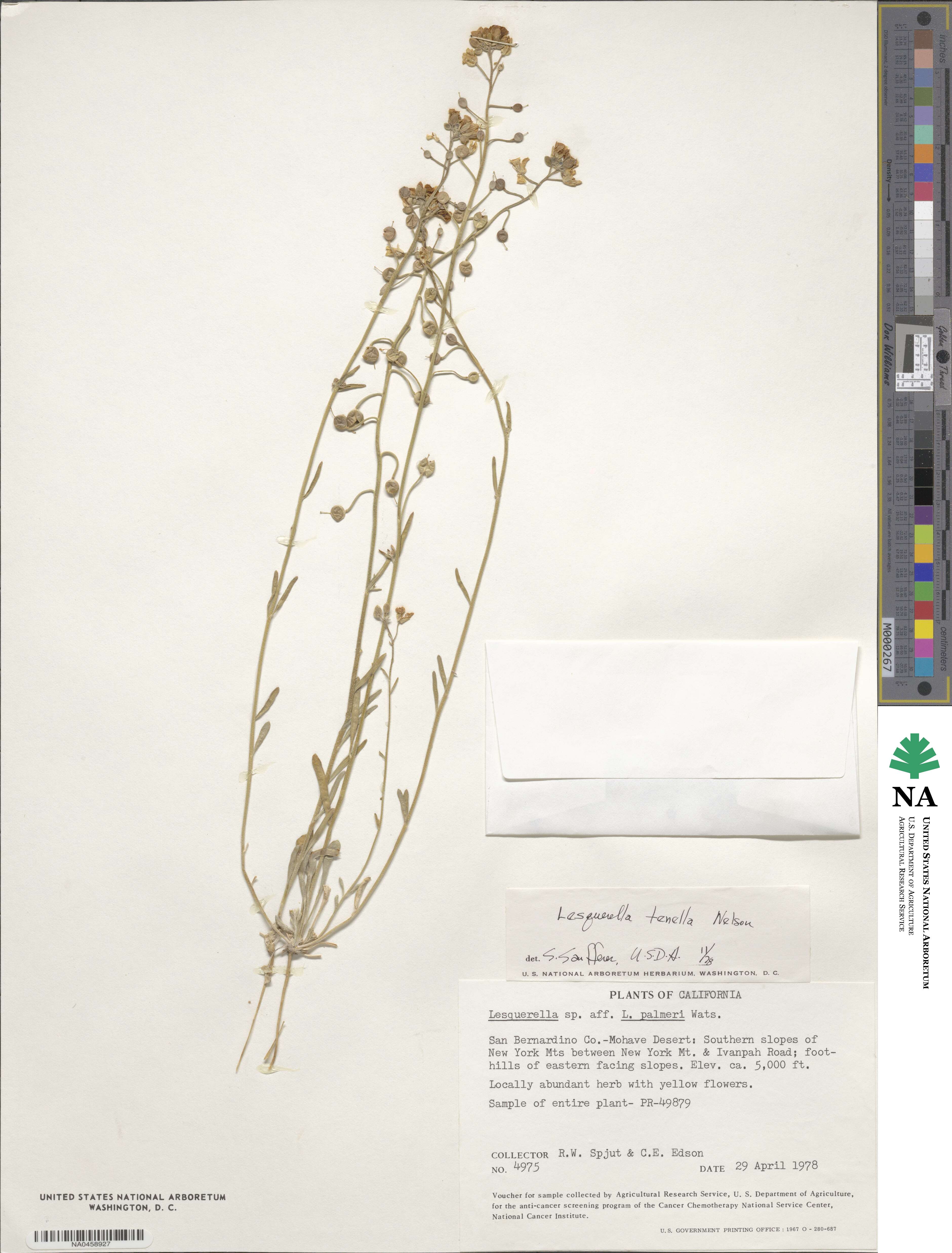 Physaria tenella image