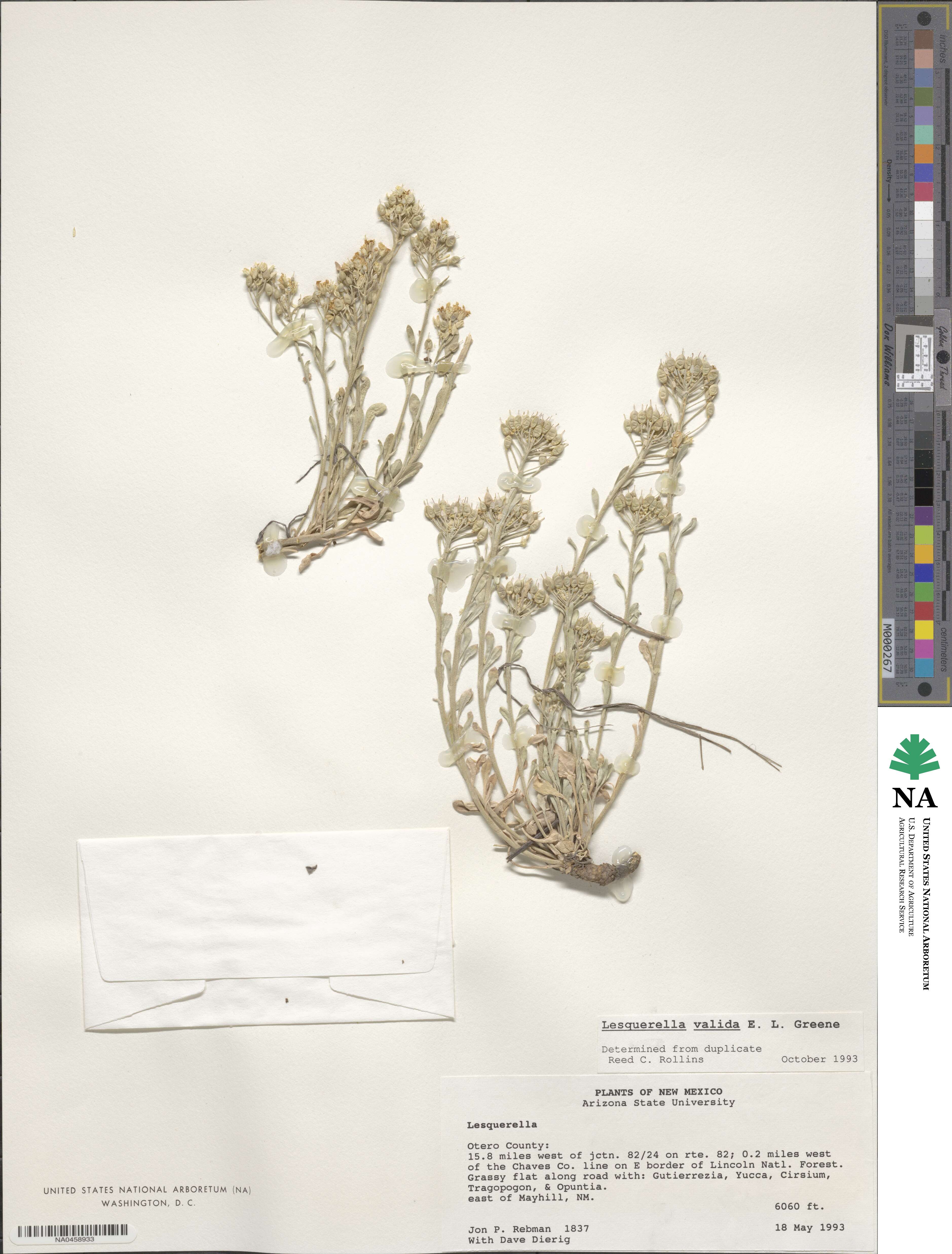 Physaria valida image