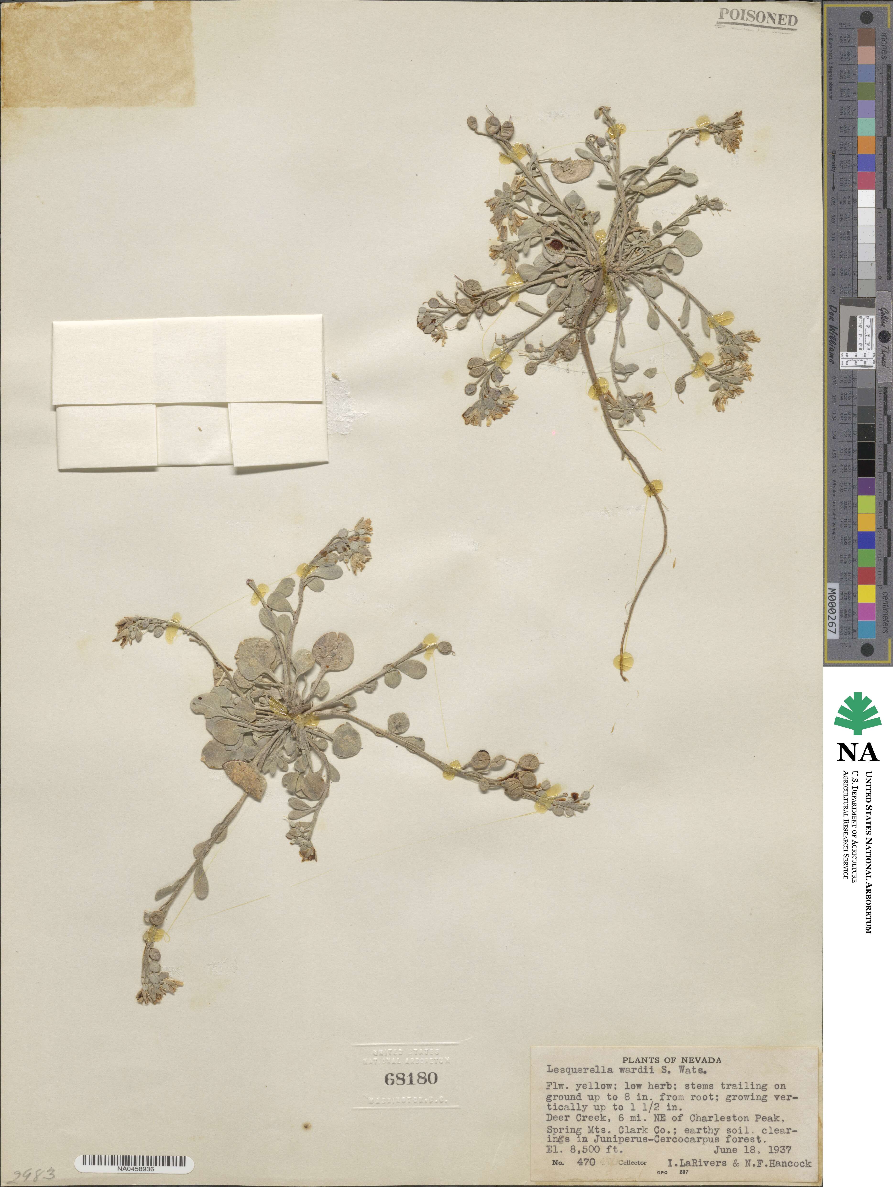 Lesquerella wardii image