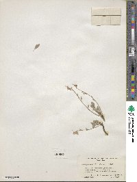 Lesquerella wardii image