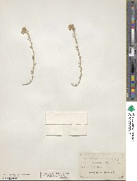 Physaria montana image