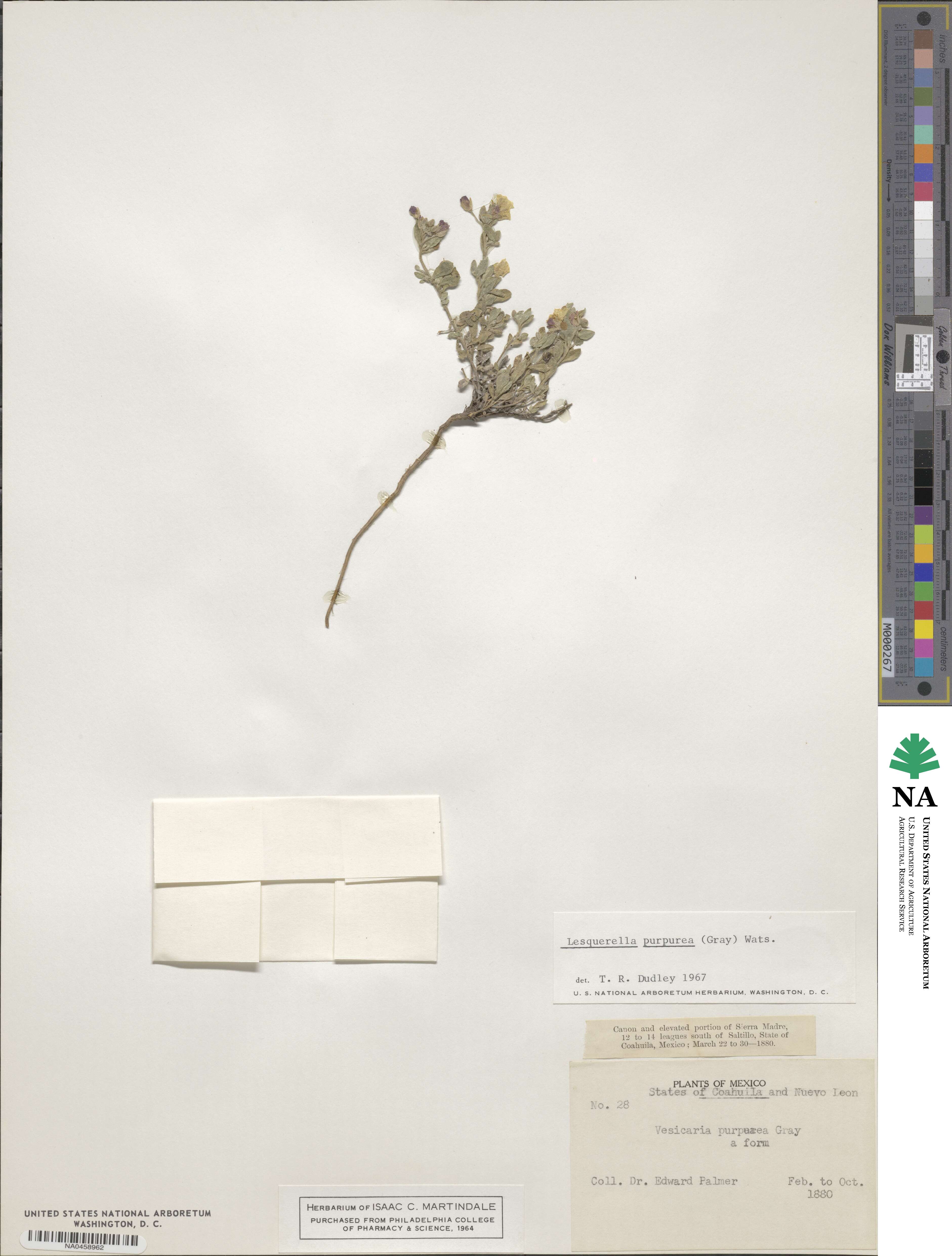 Physaria purpurea image